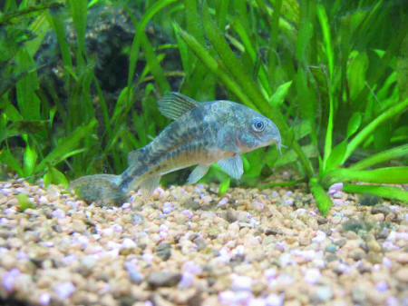 &copy; Zierfischfreunde Immenhausen-Holzhausen CORIDORAS